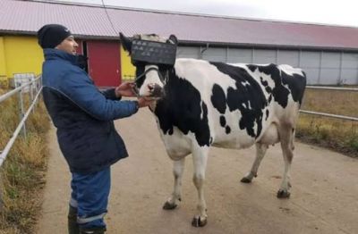 This country started a unique initiative; cows wear VR headset
