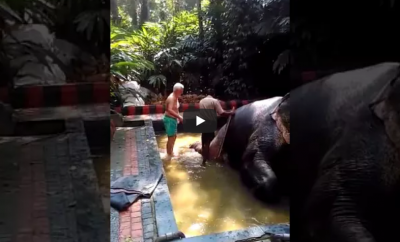 Video : कभी देखा है Elephant Shower