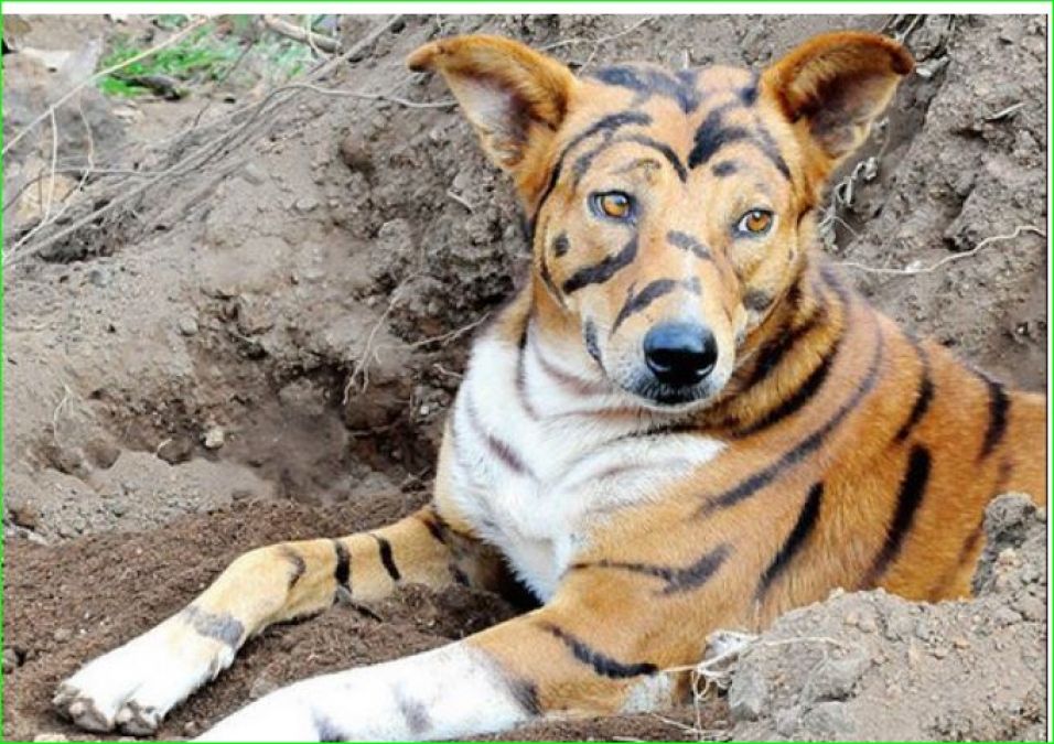 Fearing from monkeys, Farmer paint his dog to look like tiger