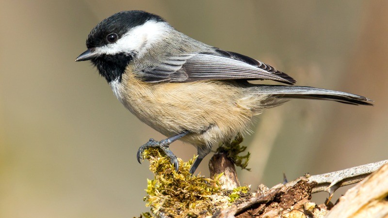 This bird has a memory similar to that of humans