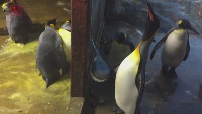 इन Gay पेंग्विन ने की अजीब हरकत सुनकर रह जायेंगे दंग