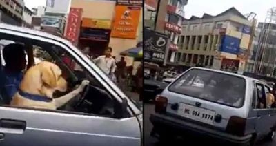 Video : कुत्ते ने इस समझदारी से निकाली ट्रैफिक से कार