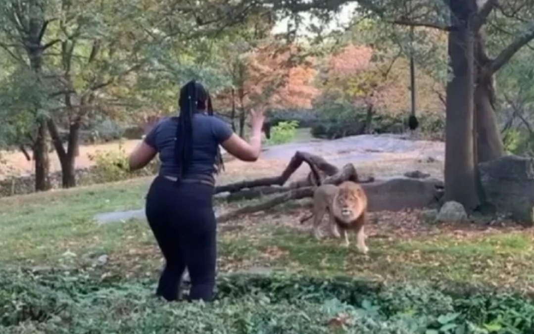 This lady tried to play with the lion, Know what happened later, watch video here