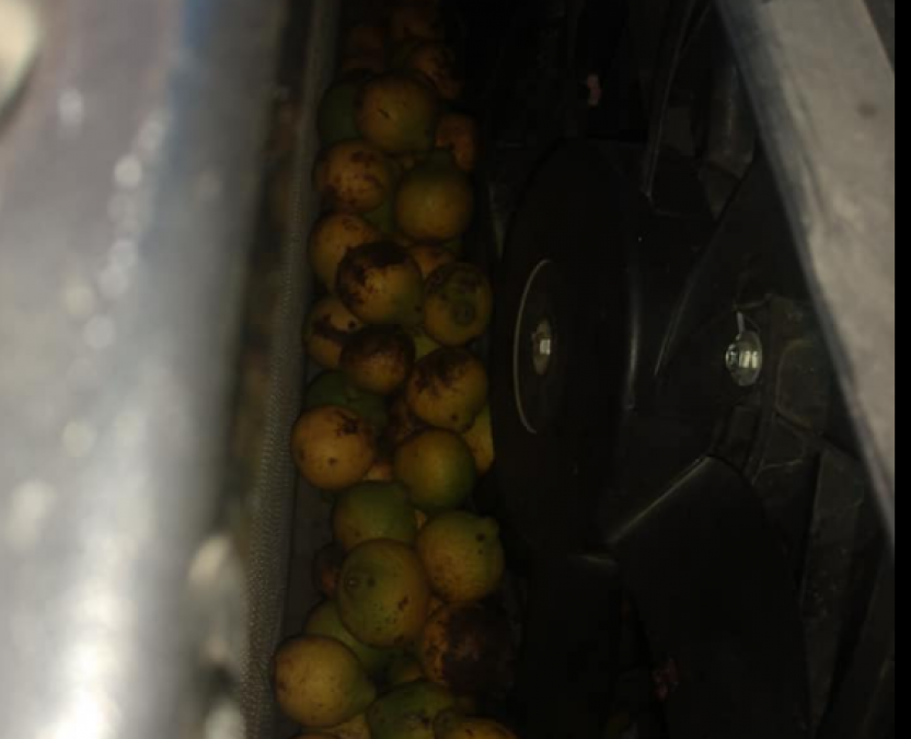 A man claims a squirrel hid 42 gallons of walnuts inside his parked car, See pics