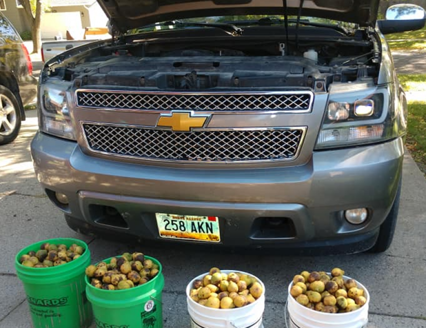 A man claims a squirrel hid 42 gallons of walnuts inside his parked car, See pics