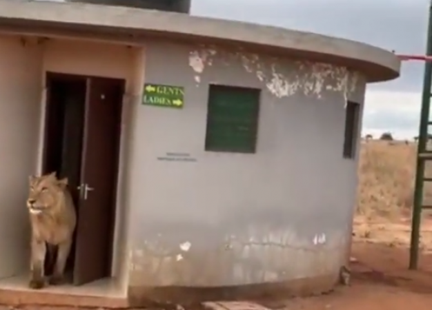 Lion using a public toilet, video went viral