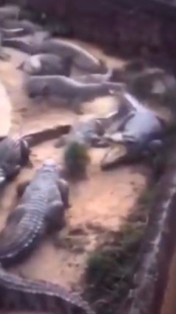 Seeing such an act of chicken among crocodiles will blow your senses