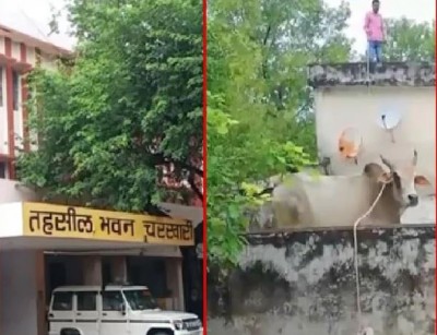 Bull climbs on 2-storey building, govt officials senses blow away