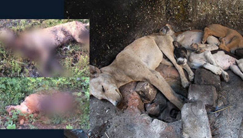 वाह रे इंसान! पुणे में 4 कुत्तों को जिन्दा जलाया, 16 को जहर दे मारा