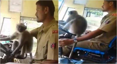 Video : जब बंदर ने चलाई बस तो ऐसा था नज़ारा, लोगों ने किया हंगामा