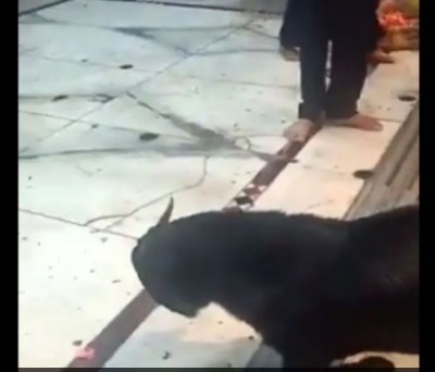 Goat bent on knees at Baba Anandeshwar's aarti, video goes viral