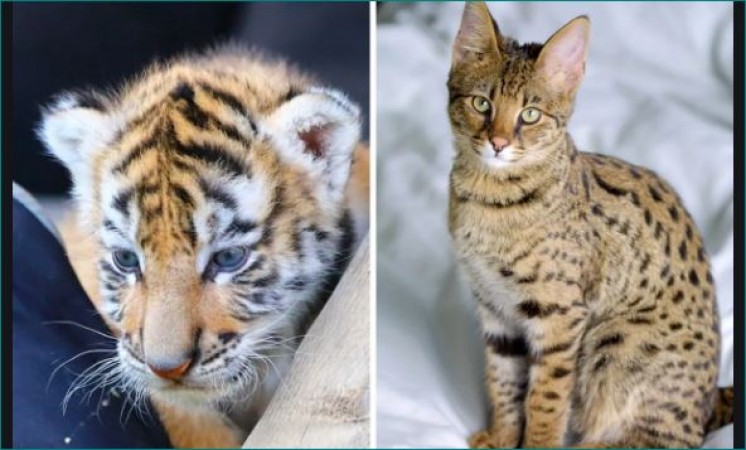 Couple buy ₹5 lakh Savannah cat online, received this dangerous animal