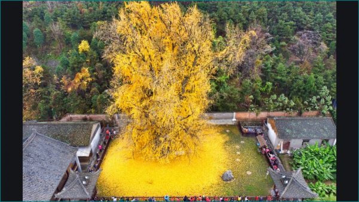 Picture of 1400-year-old golden tree is going viral, See here