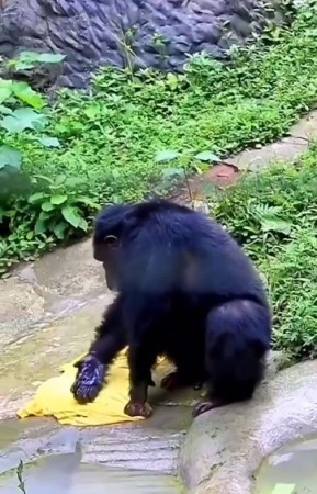 कपड़े धोते चिम्पाज़ी का वीडियो वायरल