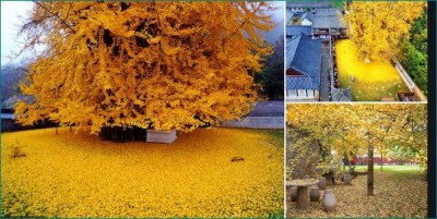 Picture of 1400-year-old golden tree is going viral, See here