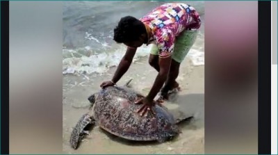 Turtle weighing 100 kg rescued in Tamil Nadu