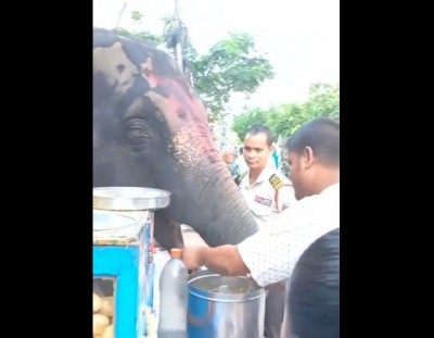 VIDEO: Elephant eating Golgappe, people kept watching