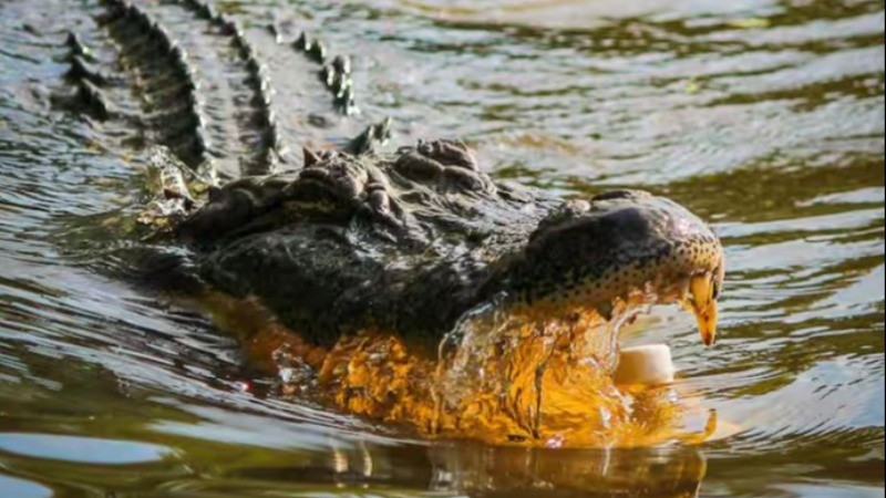 Crocodile eating is a special tradition of this country, know how much blood is available