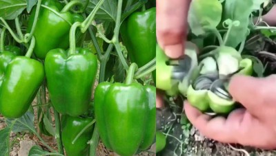 VIDEO: Coins grown on capsicum here