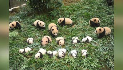 इन 36 बेबी पांडा को देखकर आपका दिन बन जाएगा