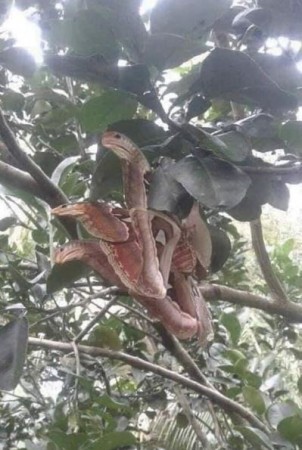 Picture of a three-faced snake gone viral on social media, but the truth turned out to be something else