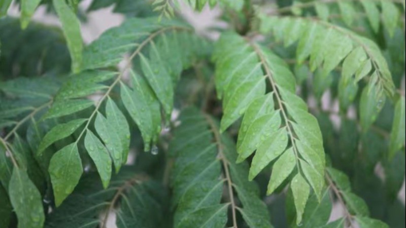 Know whether curry leaves are vegetable or spice