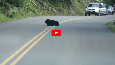 Video : रोड पर आ कर कुछ ऐसा करने लगे ये भालू के बच्चे, देखने के लिए रुक गए लोग