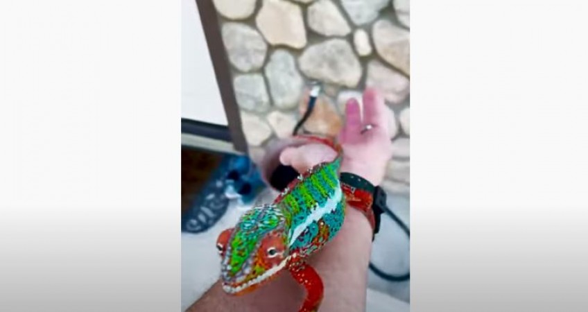 Video of colourful chameleons overshadowed on social media