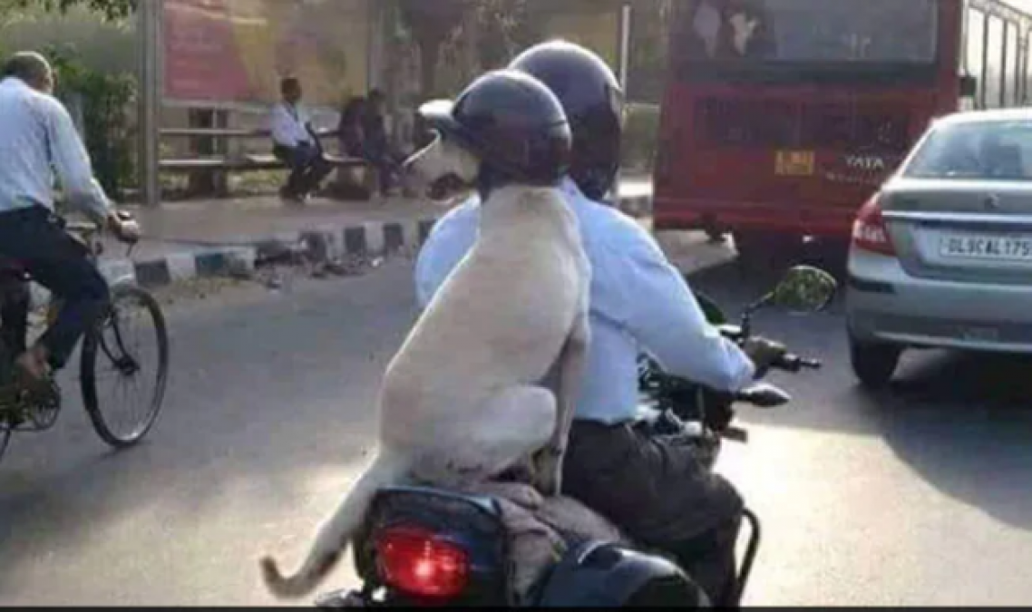 दिल्ली में कुत्ते का  ट्रैफिक नियमो का पालन तो ट्विटर में आयी ट्वीट्स की बाढ़