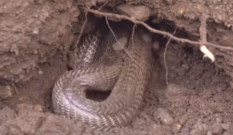 Video: Snake hid after biting the elderly, family members drove JCB over it