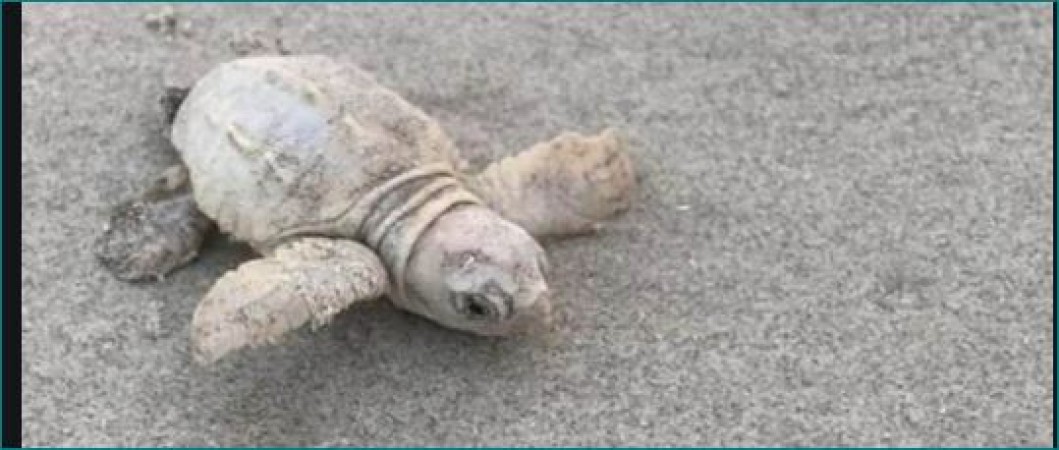 Photos of rare white sea turtles going viral, See here