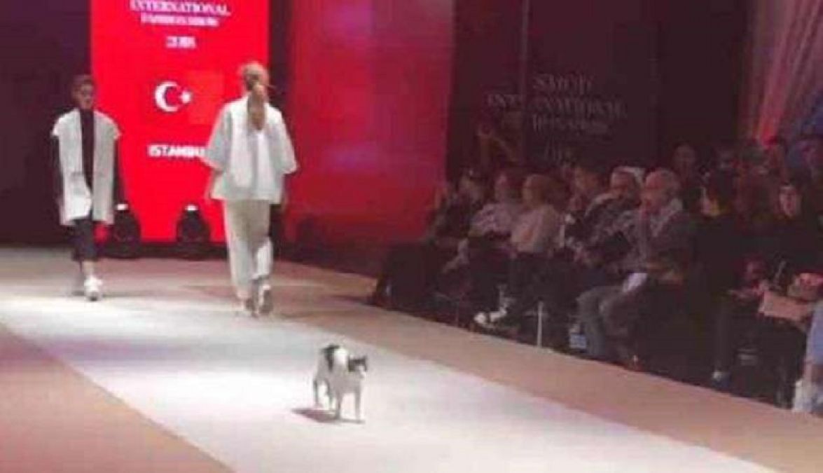 Cat did a catwalk on the ramp, people cheered fiercely, watch video here!