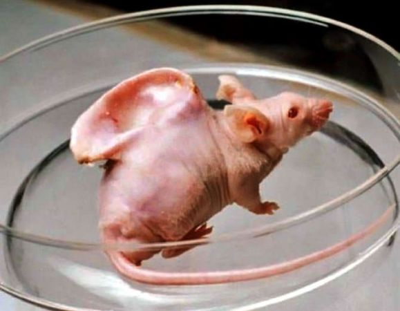 इस चूहे के पीठ पर ऊगा है इंसानी कान