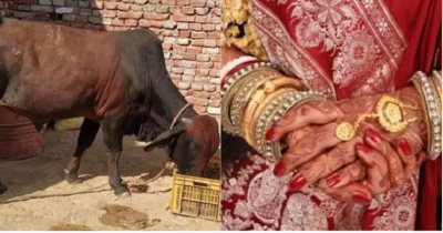 Bull swallowed 30-gram gold, now family is taking care to remove it
