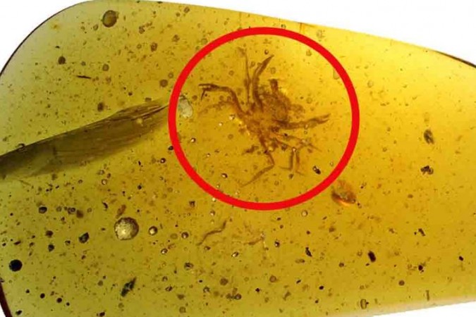 Scientists got 100 million-year-old 'Immortal' crab, find out its speciality