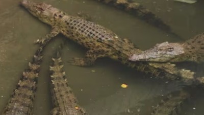 This river has the highest number of crocodiles