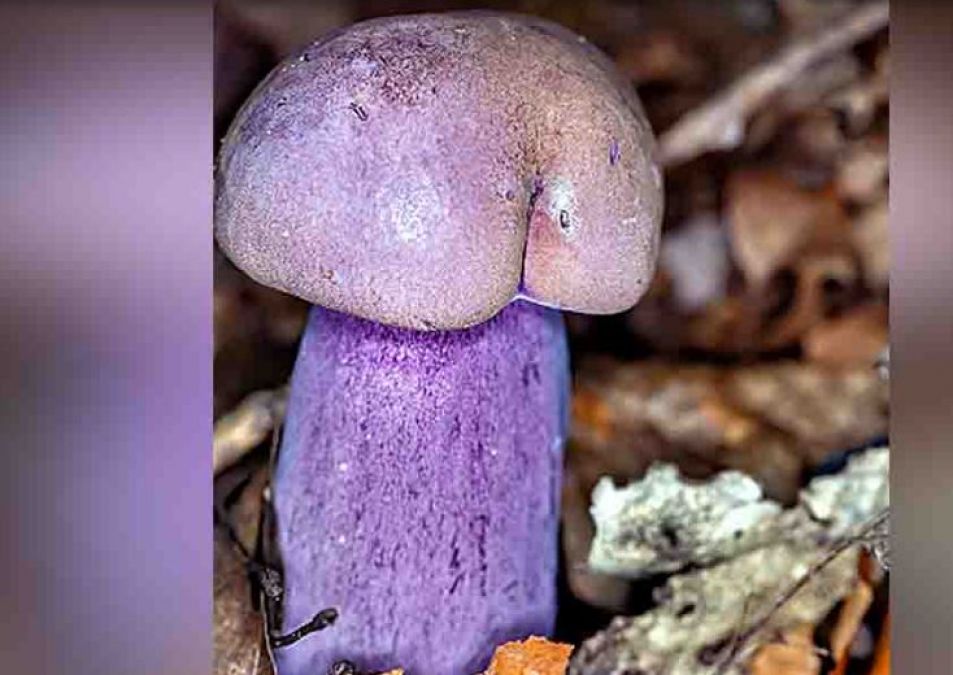 This penis mushroom in the discussion, know its speciality
