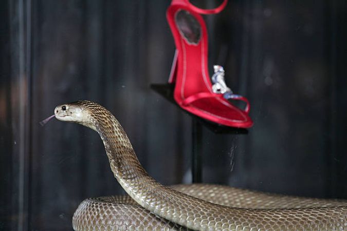 लंदन की सबसे महंगी रत्न जड़ित सैंडल की रक्षा करता है ये खतरनाक कोबरा