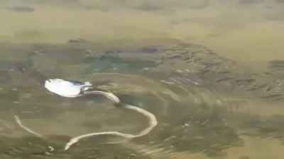Video : मछली के सिर वाला सांप मचा रहा इंटरनेट पर सनसनी