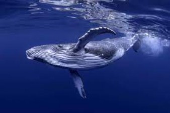 OMG! Whales become even more dangerous after dying