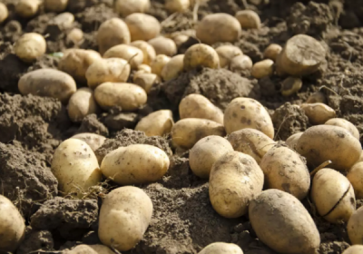 Millions of people had died in Ireland due to Potato famine