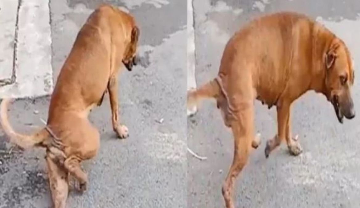 Video: This is how this dog attracts people, you will be surprised to know