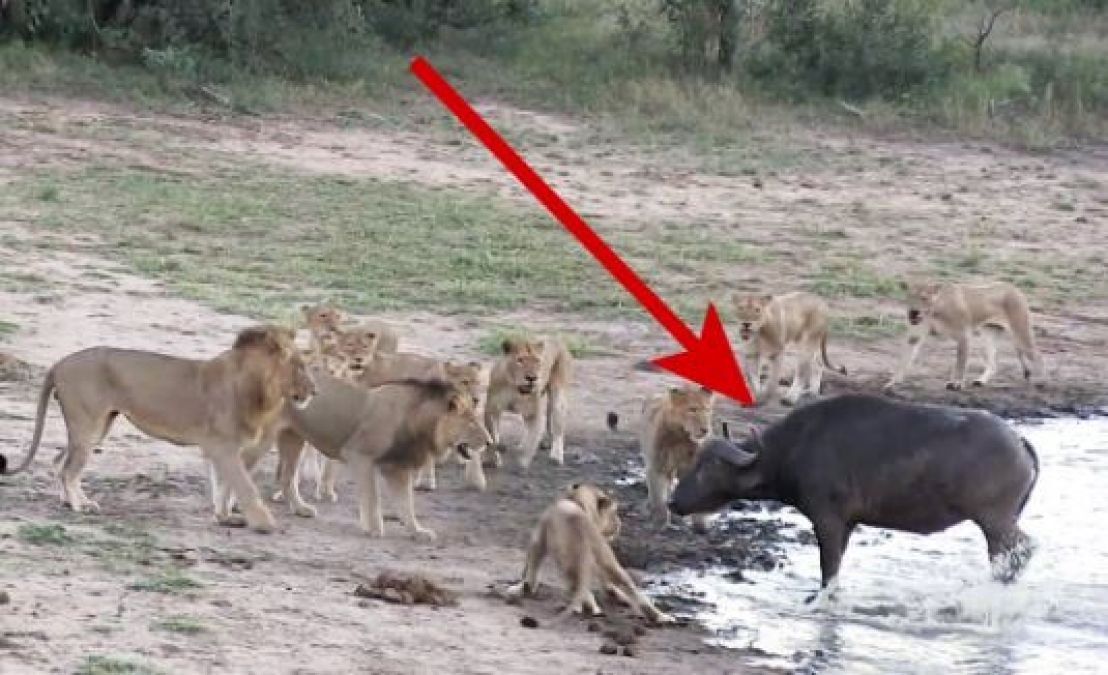 Video: 5 lions attacked buffalo, what happened after that ....