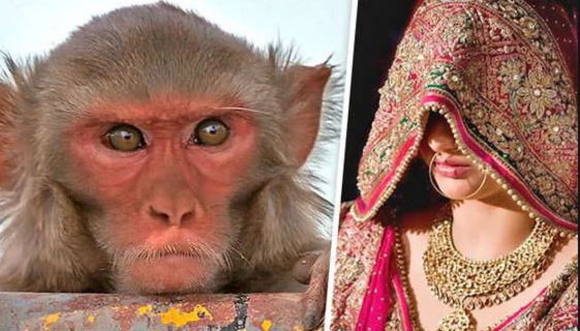 Girls of this village are virgins due to monkeys, know what is the matter