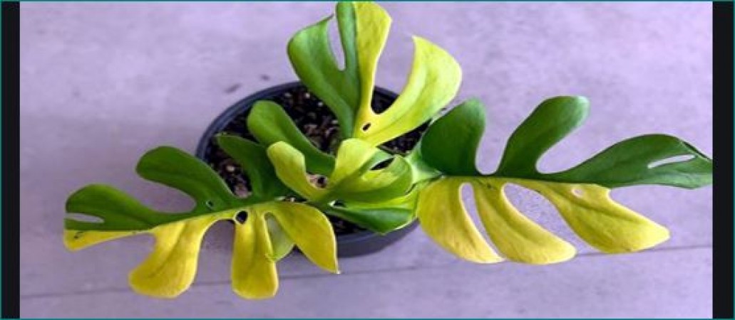 This 4 leaves plant sold for 6 lakhs, know its speciality