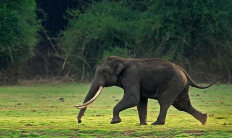 Video: Angry elephant trashes man bicycle, escaped narrowly