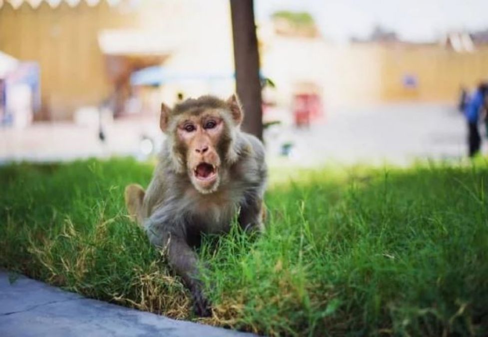 Monkey attack in Libya sparks tribal clashes that kill more than a dozen
