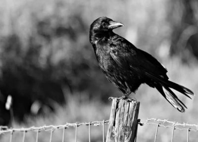 Madhya Pradesh: Crow is attacking a man for three years