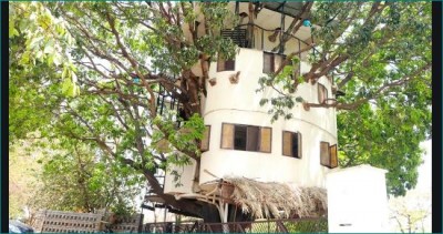 Four-storey house built on a tree, will be surprised to see photos
