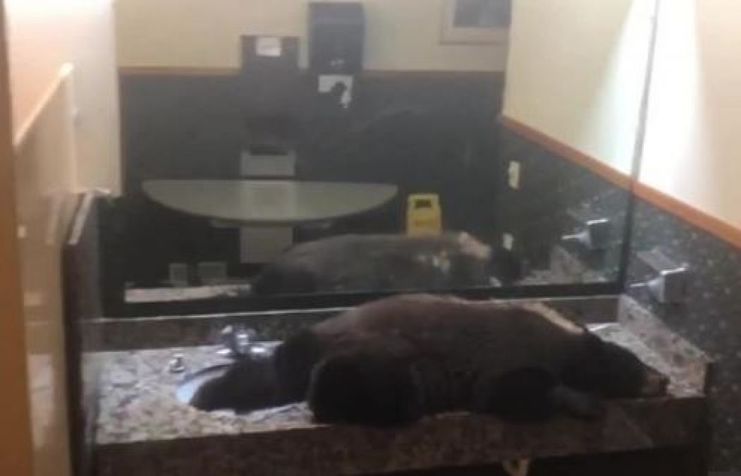 Video : लेडीज टॉयलेट में घुसा भालू, लड़कियां पहुंची तो हो गया हंगामा